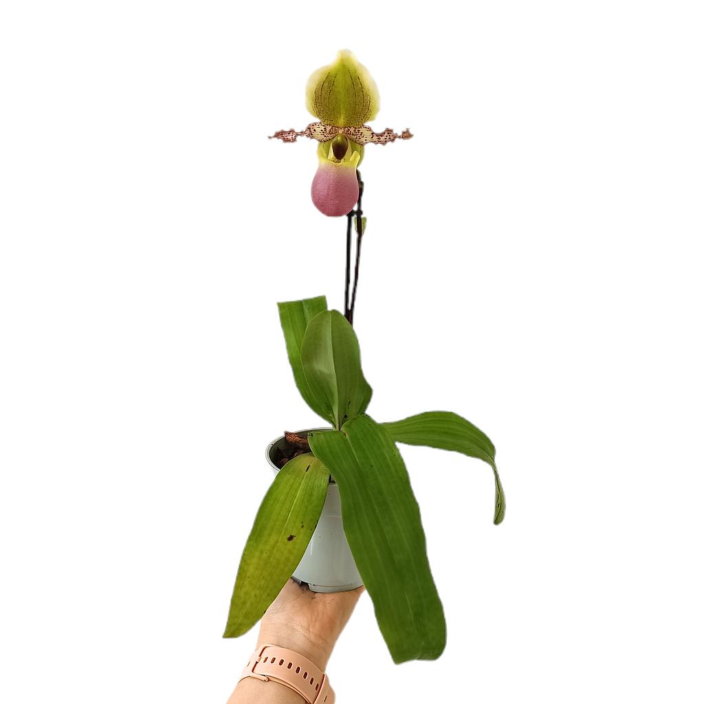 Paphiopedilum Multiflower M11_0