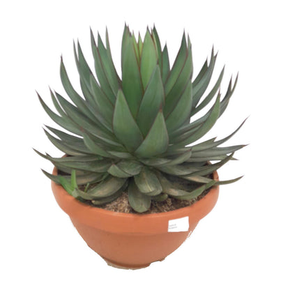 Agave Romanii T30 60cm_0