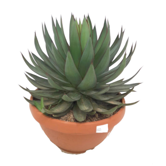 Agave Romanii T30 60cm_0
