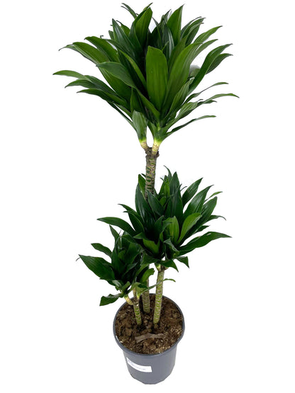 Dracena Dorado 3 Troncos 60-30-15 M20 60cm_2