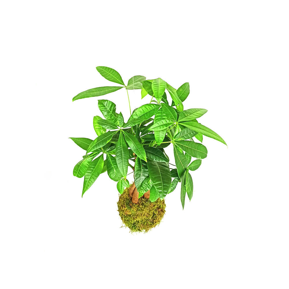 Kokedama Colgante De Pachira 40cm_4