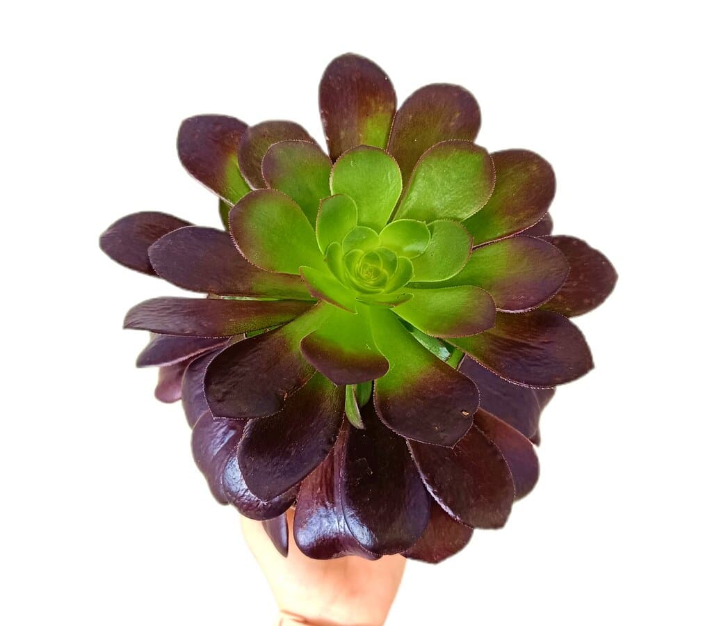 Aeonium Arboreum M14_1