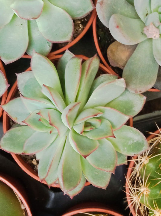 Suculentas Y Cactus Variedad #30 Planta Sin Id_0