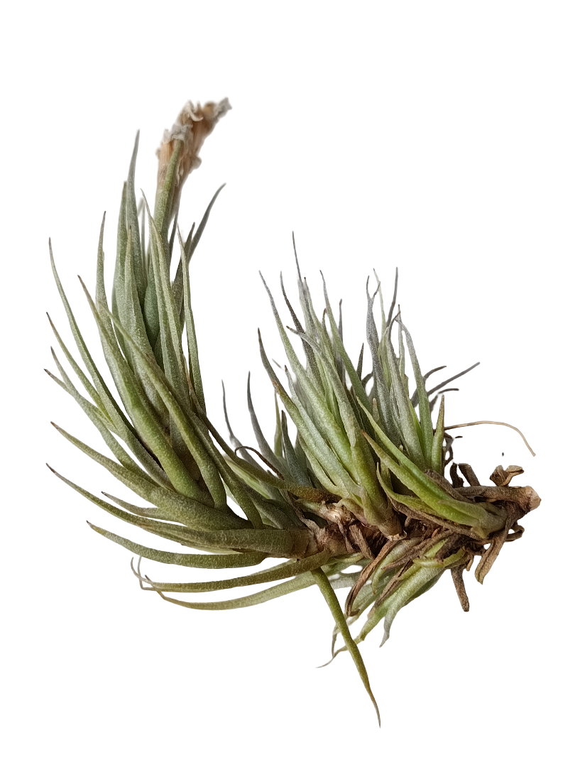 Tillandsia Kirschnekii Planta Natural Clavel Del Aire_0