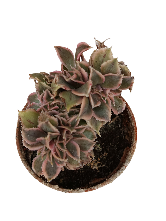 Aeonium Crestata Variegata Planta Suculenta 5 Cm_0