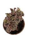 Aeonium Suncup Variegata Planta Suculenta 5 cm