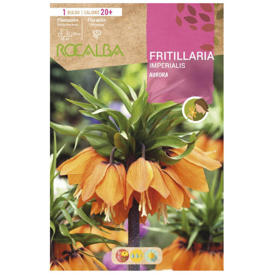 Fritillaria Imperialis Aurora bolbo laranja 1 unidade Rocalba