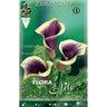 Bulbo Calla Picasso Violeta 1 unidade 