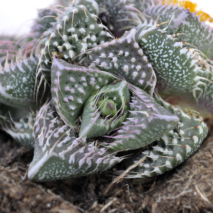 Faucaria Tuberculosa 'pink Selection' (faucaria Selección Rosa); Planta Suculenta Extraña; Curiosarium; Maceta 8,5 Cm_0