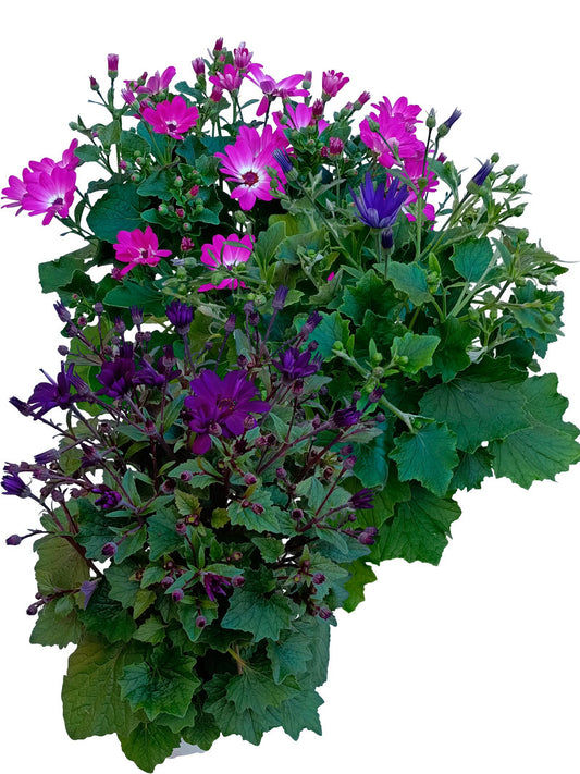 Cineraria Senetti Planta Natural Ø17 Flor Surtida Aleatoria_0