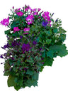 Cineraria Senetti Planta Natural Ø17 Flores Sortidas Aleatoriamente