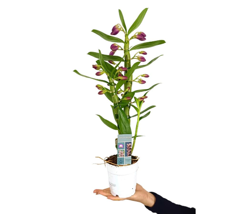 Orquídea Dendrobium Nobile 2t M12 60cm_0