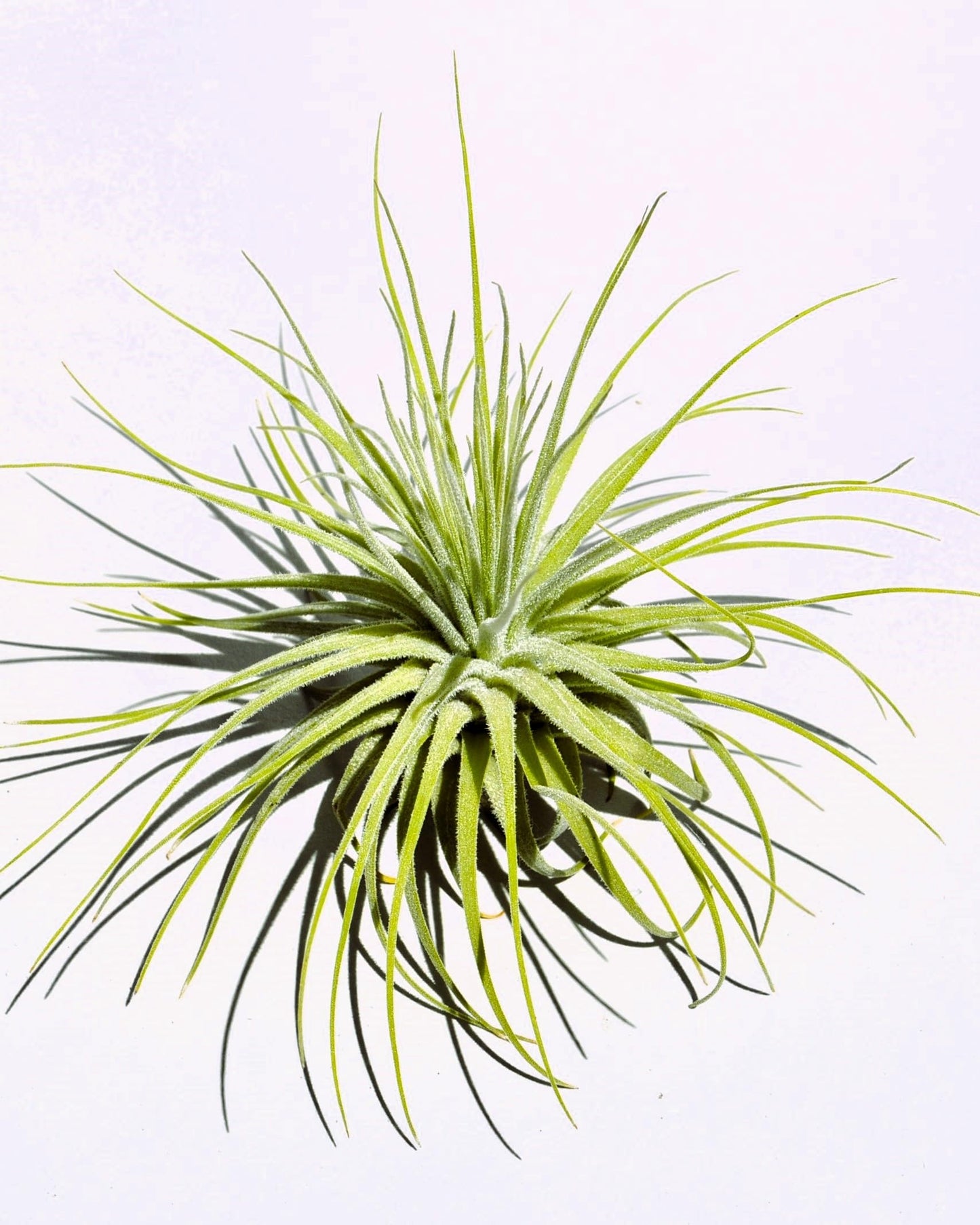Tillandsia magnusiana; planta del aire, hojas finas y alargadas; Curiosarium; altura 10-12 cm, diámetro 15-20 cm_1