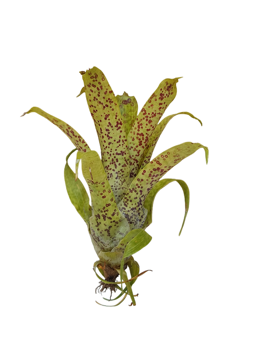 Vriesea Fenestralis Mini Planta De Interior Bromelia_0