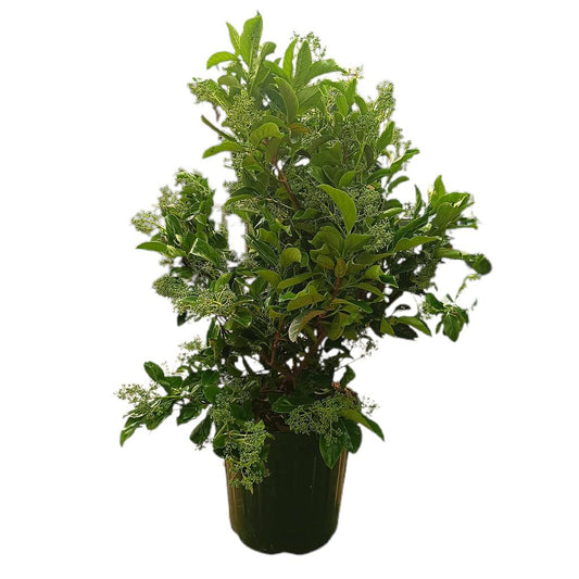 Viburnum Lucidum M35 70-90cm_0