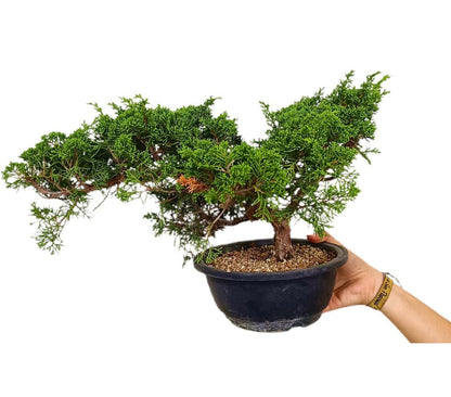 Bonsái Juniperus Chinensis 17 Años (enebro)_1