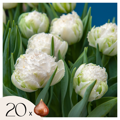 Bulbos De Tulipán - 20 Pzs - Tulipa 'snow Crystal' - Bulbos De Flores - Blanco_0