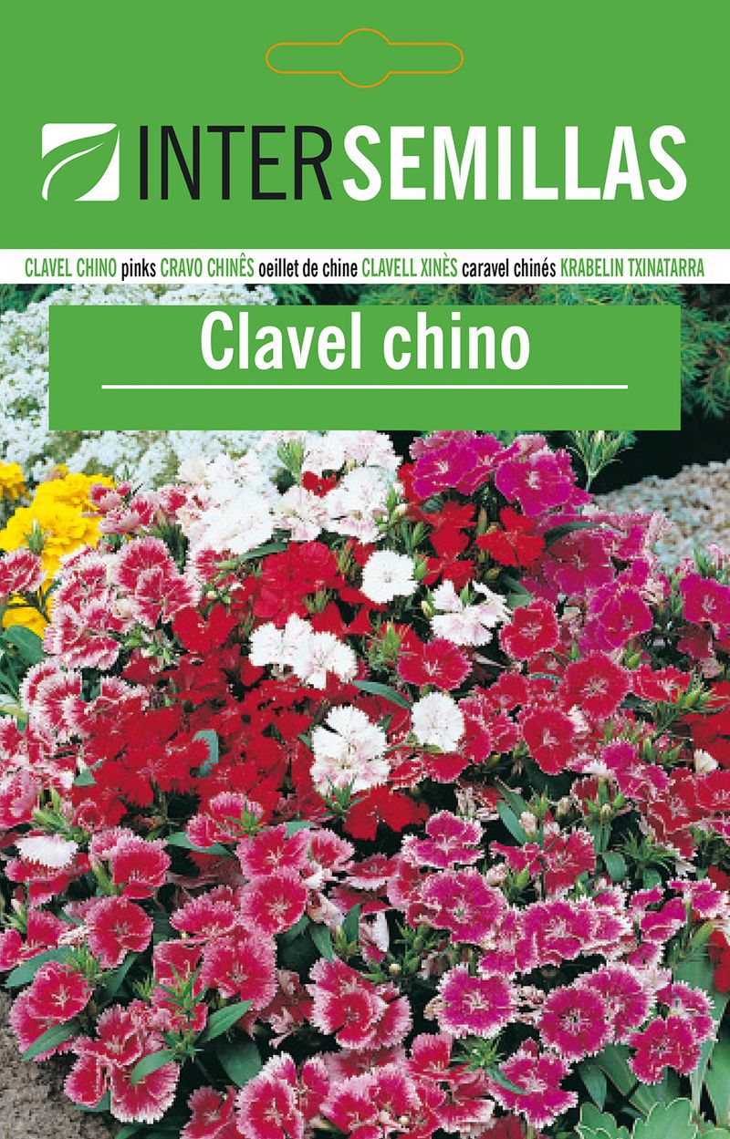 Sobre De Semillas De Clavel Chino_0