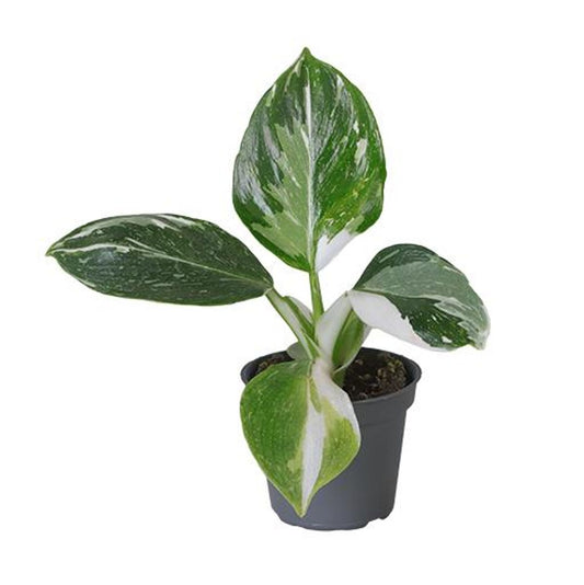 Planta Natural Philodendron 'white Wizard' 1 Ud Ø 6 Alt. 10_0