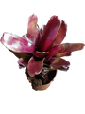 Neoregelia Cassiopeia (bromélia De Interior) 10 Cm