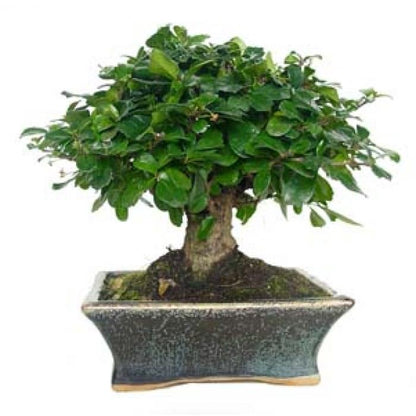 Bonsai Carmona microphylla 5 anos
