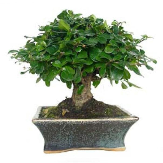 Bonsai Carmona microphylla 5 anos