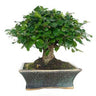 Bonsai Carmona microphylla 5 anos