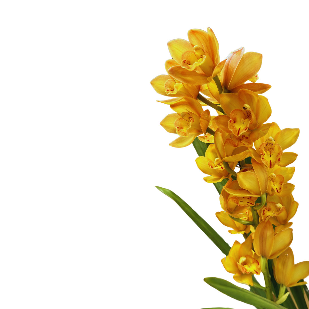 Cymbidium Colores Variados M14_2
