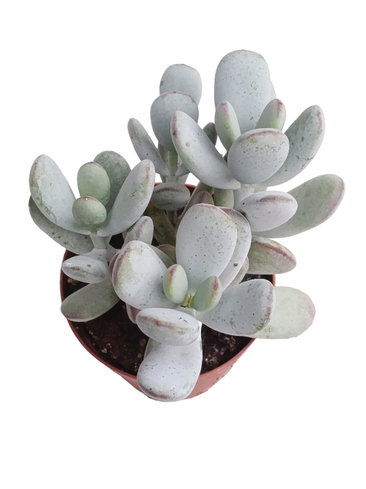 Cotyledon Higgsense Ø8 Planta Suculenta De Sol_0