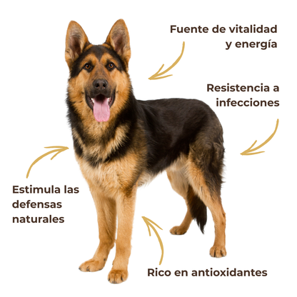 Suplemento natural para las defensas y la vitalidad de perros y gatos – ECO 100 g_3