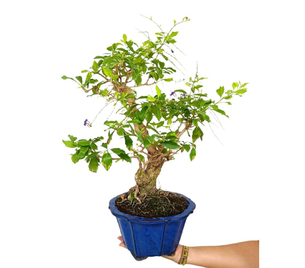 Bonsái Durantha Repens 17 Años (tala Blanca)_0
