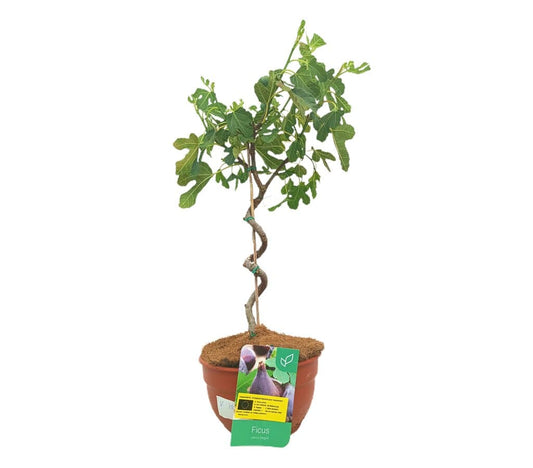 Ficus Sycomorus M30 55-65cm (higuera Espiral)_0