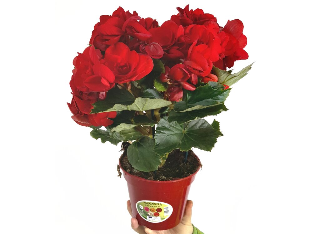 Begonia Eliator M15_0