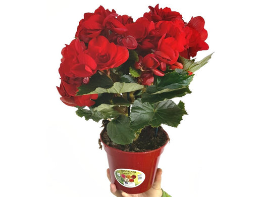 Begonia Eliator M15_0