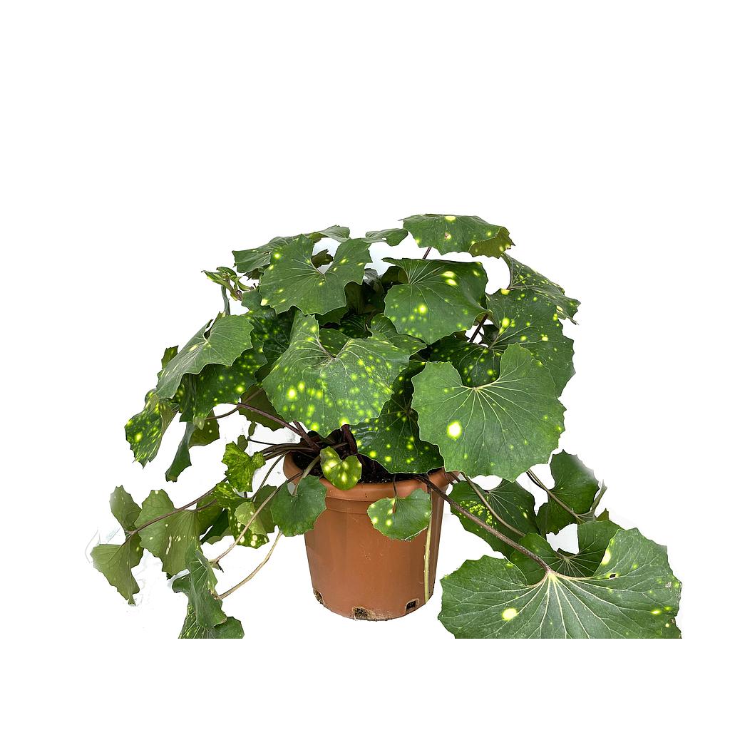 Boina De Vasco Variegata (ligularia Japonica) 60cm_0