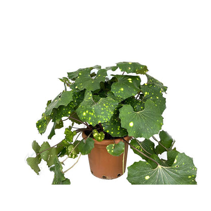 Boina De Vasco Variegata (ligularia Japonica) 60cm_0
