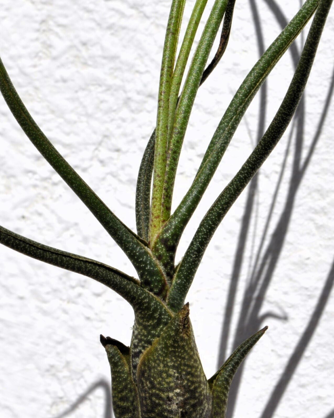 Tillandsia butzii; planta del aire piel de serpiente; Curiosarium; altura 15-25 cm, diámetro 10-15 cm_0