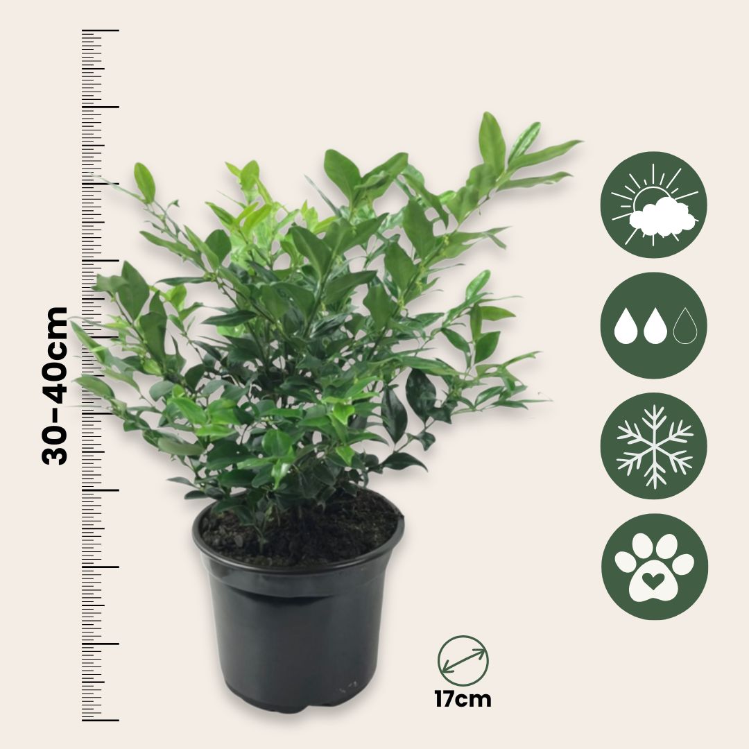 Sarcocoque - 2 Pzs - Sarcococca 'confusa' - Altura 30-40cm - ⌀17cm_2