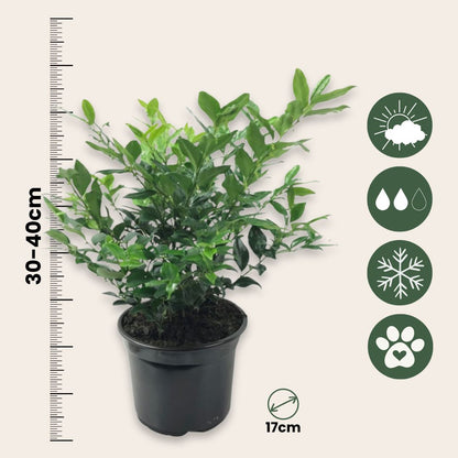 Sarcocoque - 4 Pzs - Sarcococca 'confusa' - Altura 30-40cm - ⌀17cm_2