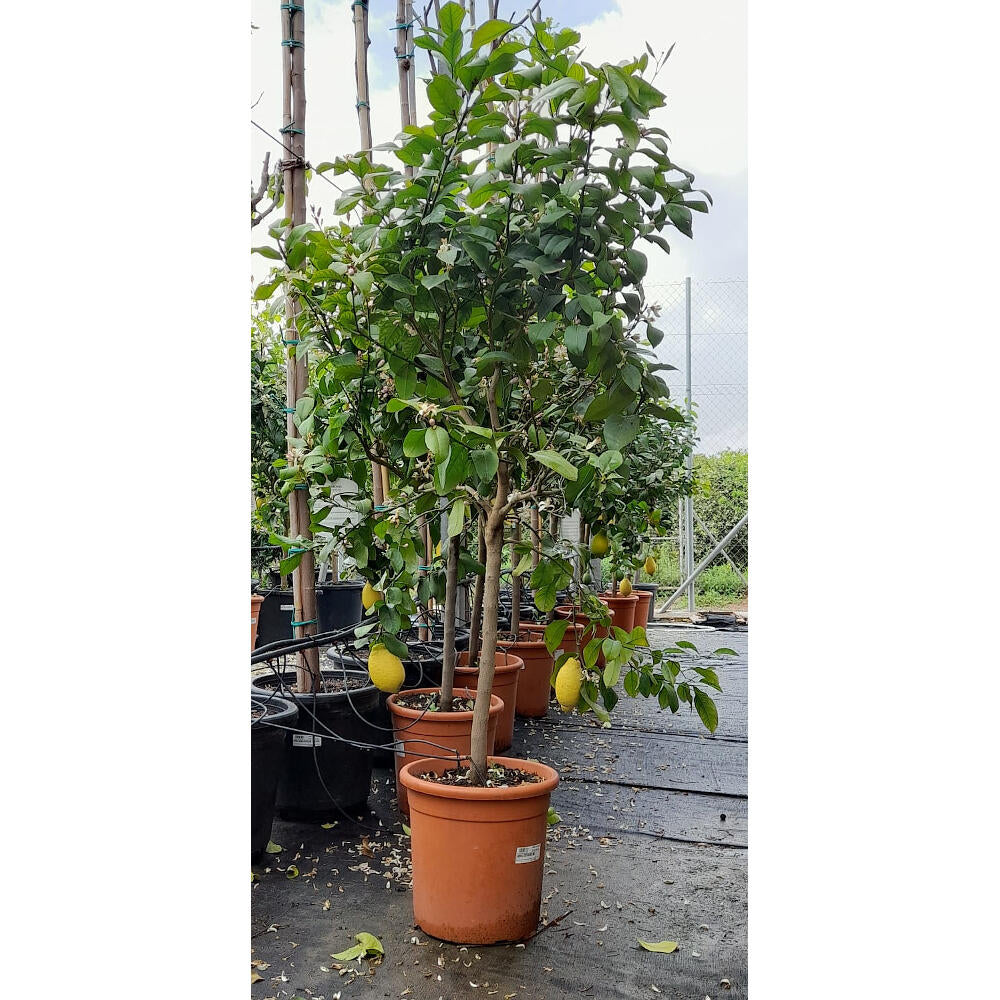 Limón 4 Estaciones M32 180cm Limonero (lunario)_0