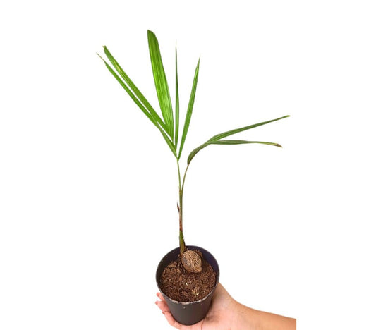 Wodyetia Bifurcata M11_0