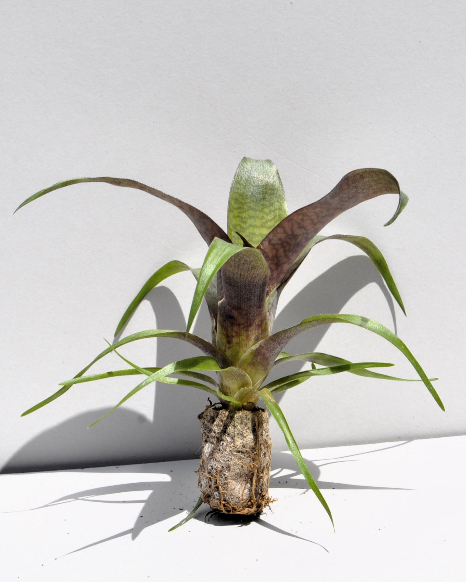 Lote Iniciación Minibromelias (3 ej.); bromelias, plantas tropicales; Curiosarium; Decoración, Coleccionismo, Terrarios_4