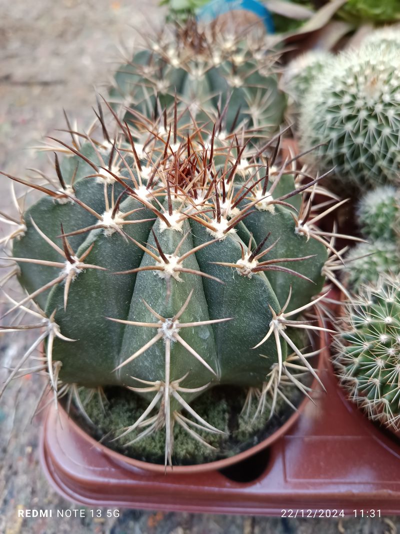 Cactus Melocactus Matanzanus Planta Grande Ø13 ☼_0