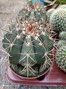 Cacto Melocactus Matanzanus - Planta De Grande Porte - Ø13 ☼