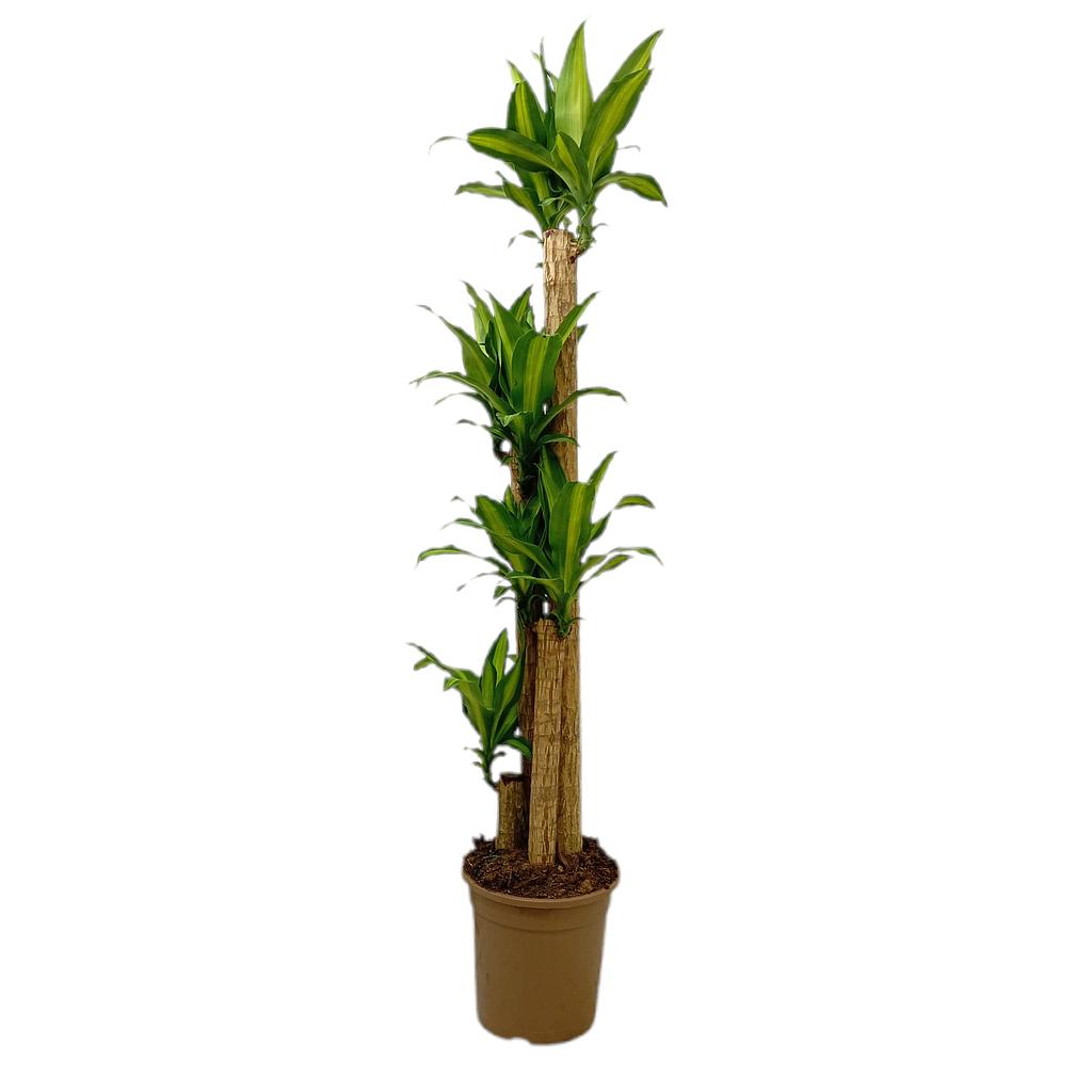 Dracena Masageana 120-90-60-30 M25 110-130cm_0