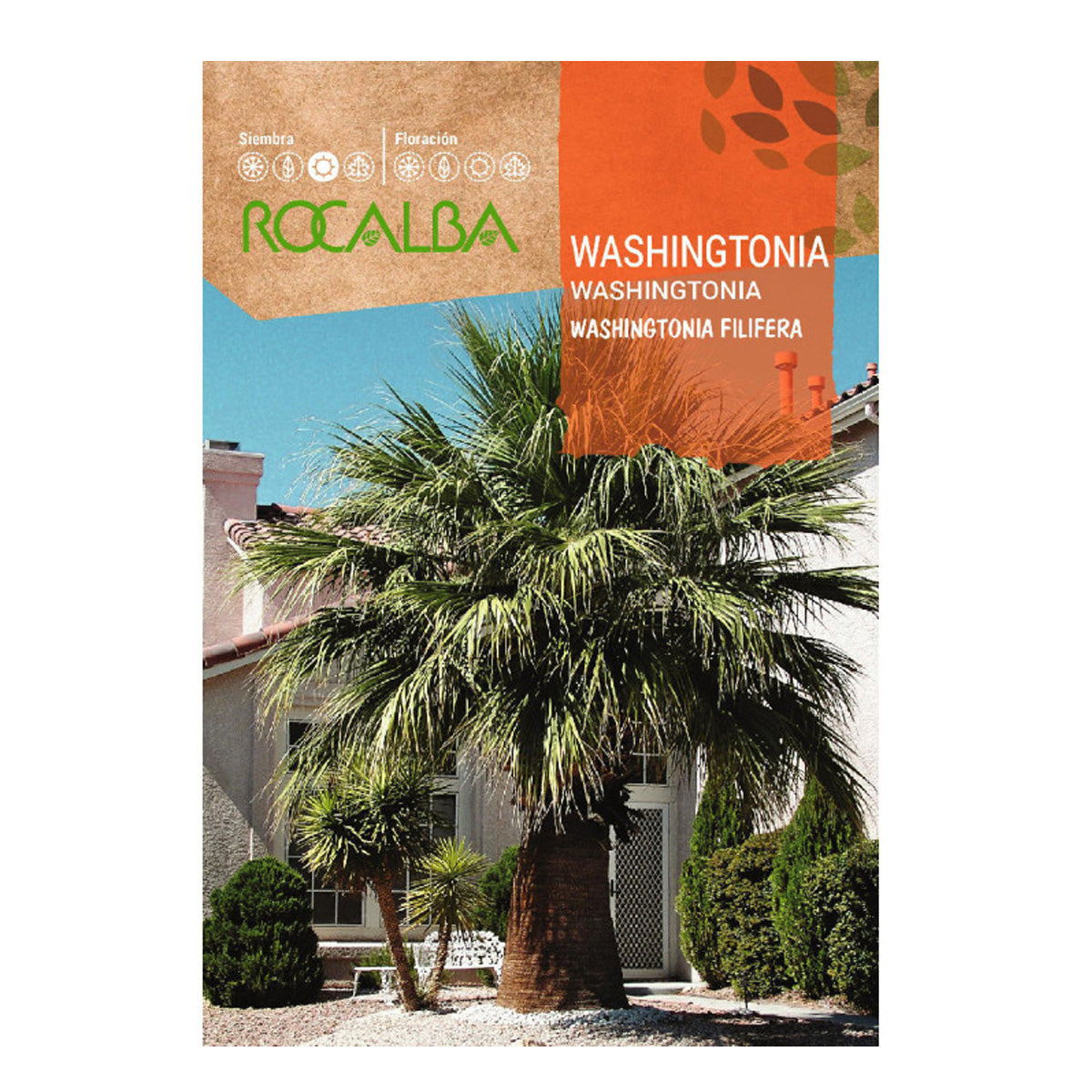 Sementes de palmeira Washingtonia, Rocalba