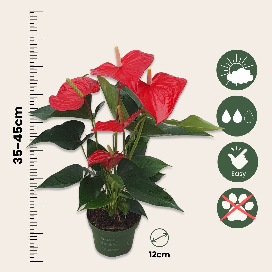 Anturio - Anthurium 'royal Champion' - Altura 35-45cm - Ø12cm_2