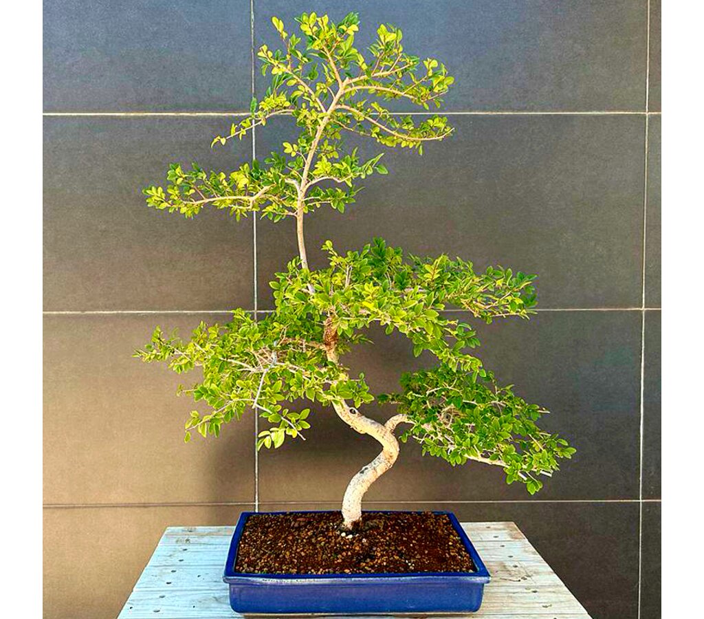 Bonsai Zelkova Parvifolia 18 Años (olmo)_0