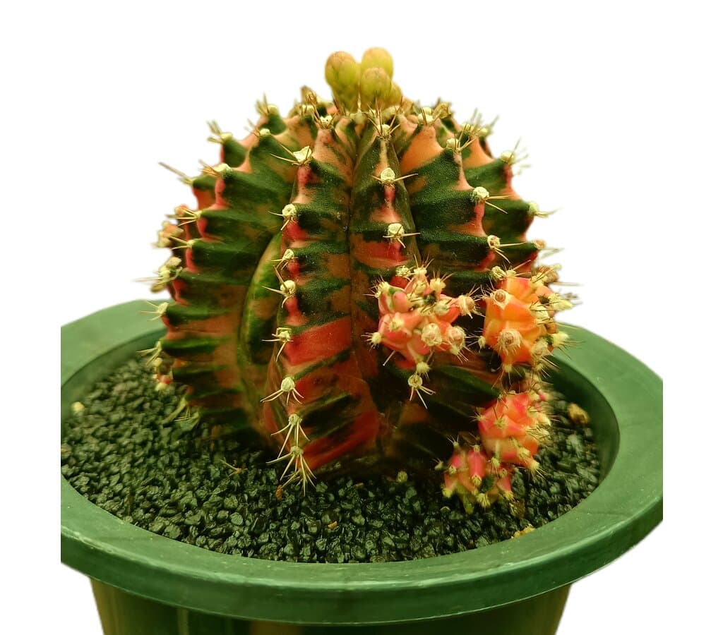 Gymnocalycium Variegata Nº1 M12_1