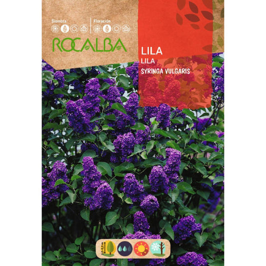 Sementes de lilás Syringa vulgaris